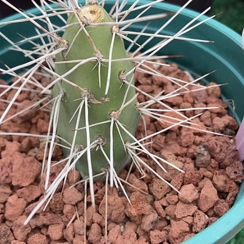 _***杞仙人掌冲天一片有根