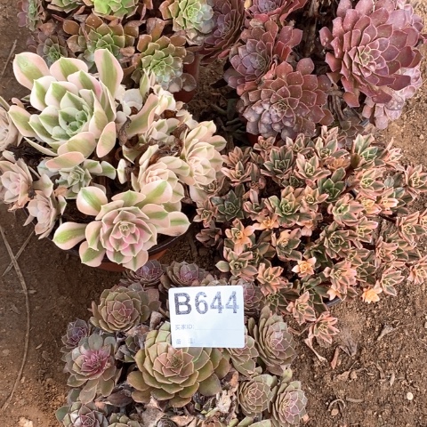 菲***644五颗法师多肉植物