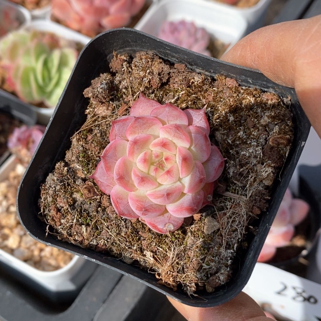 精品多肉一物一拍不包整97