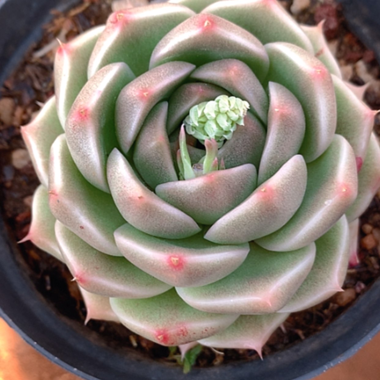 【闪购商品】云746号9公分