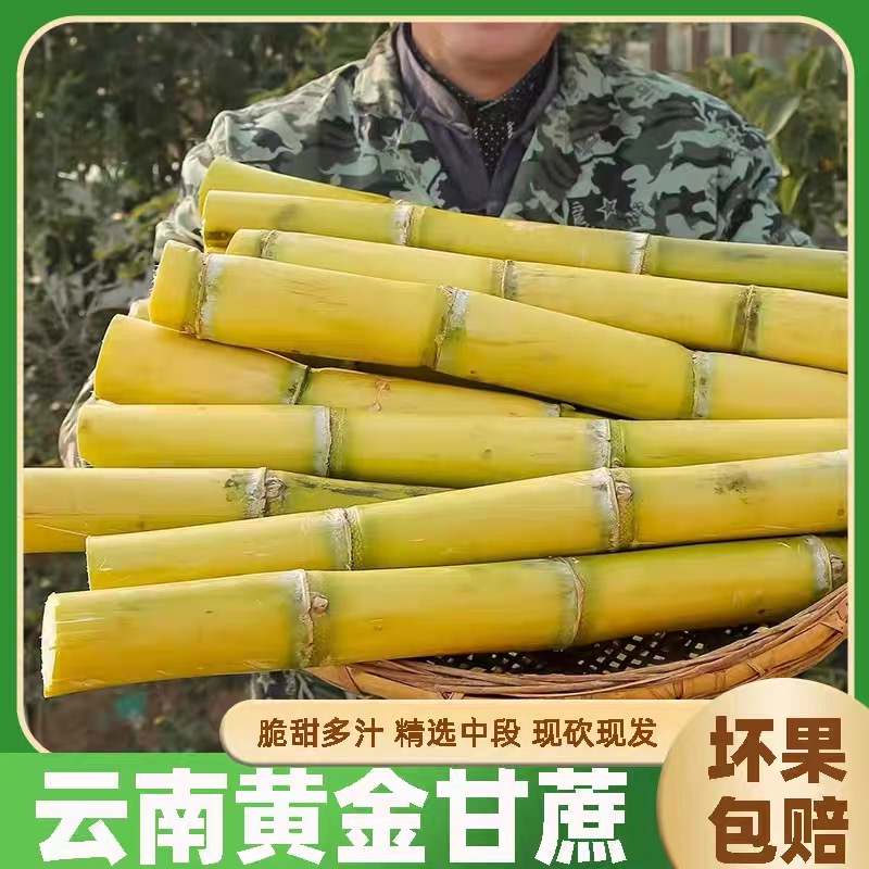 云南新鲜黄金甘蔗  现砍现发 应季上市水果 脆甜多汁 产地直发