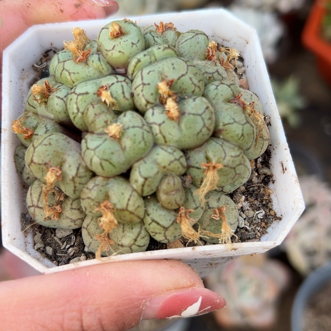 多肉植物安贞群生