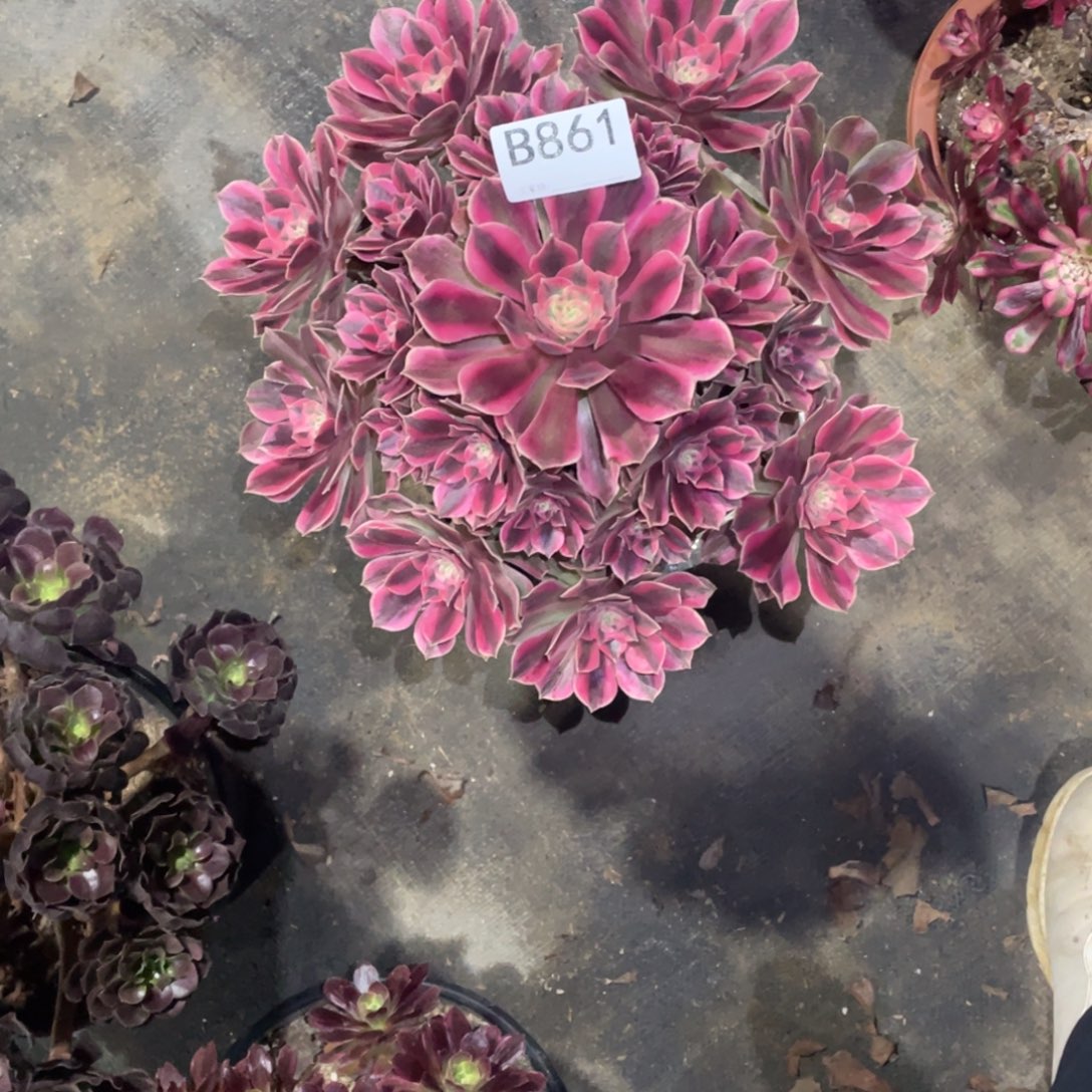 女妖多肉。    861