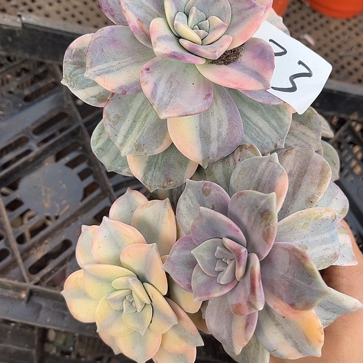 一***年紫乐景33号多肉植物精品