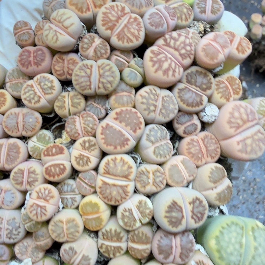 有***子你不给别人打啊个是嘛418是