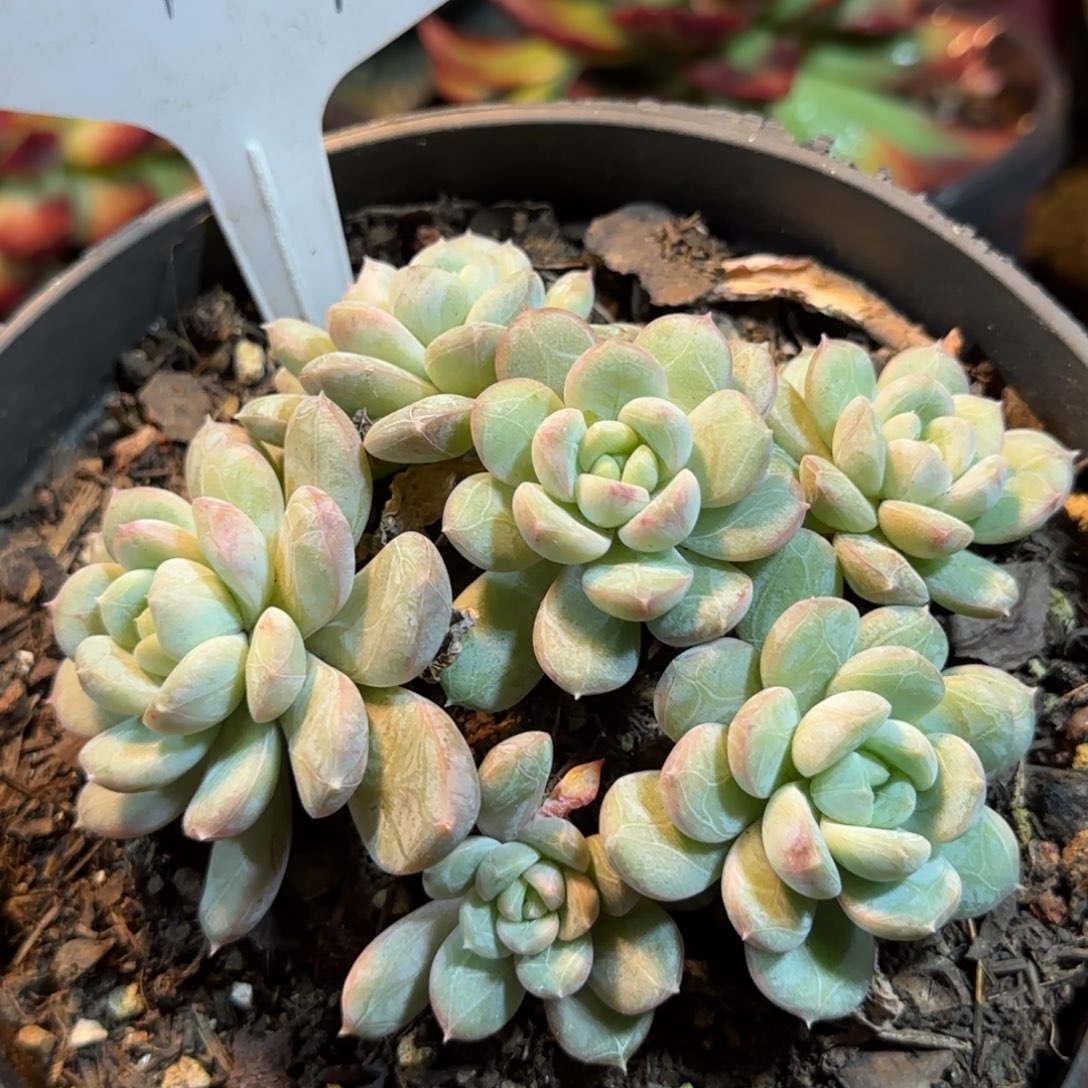 百搭翡翠一物一拍包装收缩花旱424