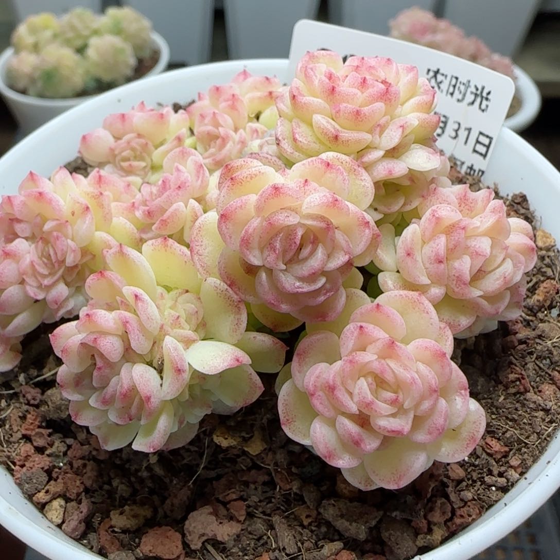【闪购商品】0131-202（ht-8）
