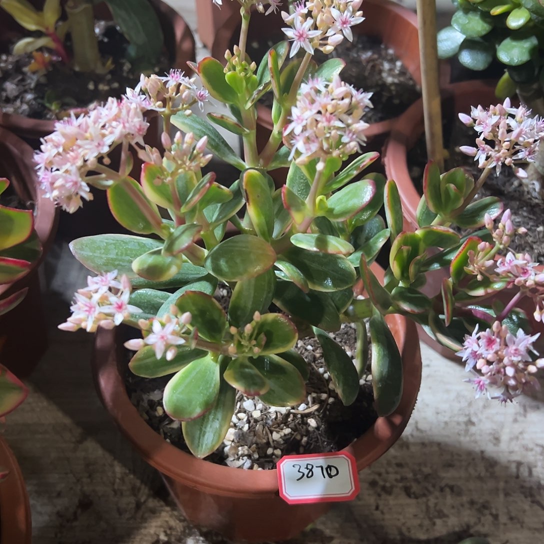 稀有三色花月白锦带土球发货3870