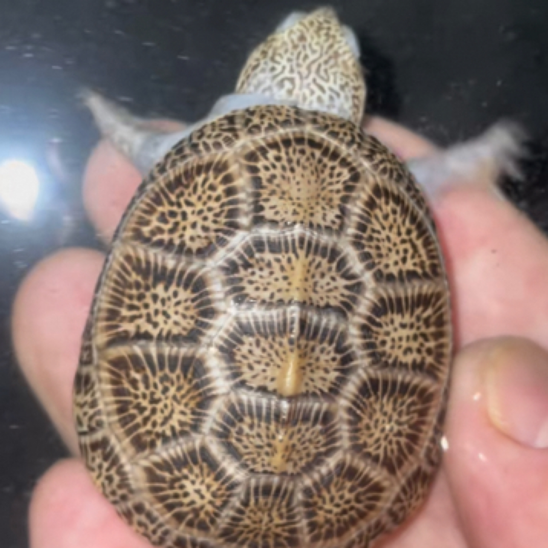 安氏侧颈龟可爱漂亮