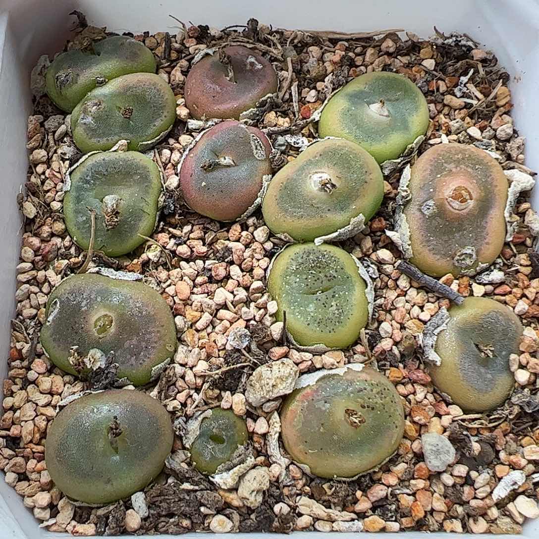 水晶鞋母本带盆发……………………