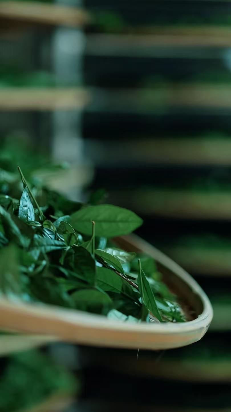 25年武夷岩茶改价链接乌龙茶1号