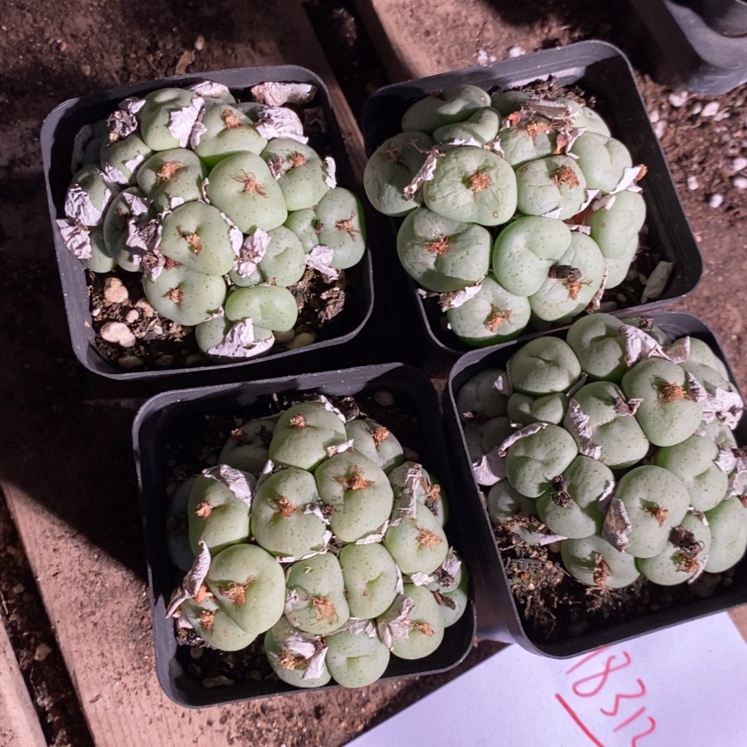 18312。   一盆大饼。   