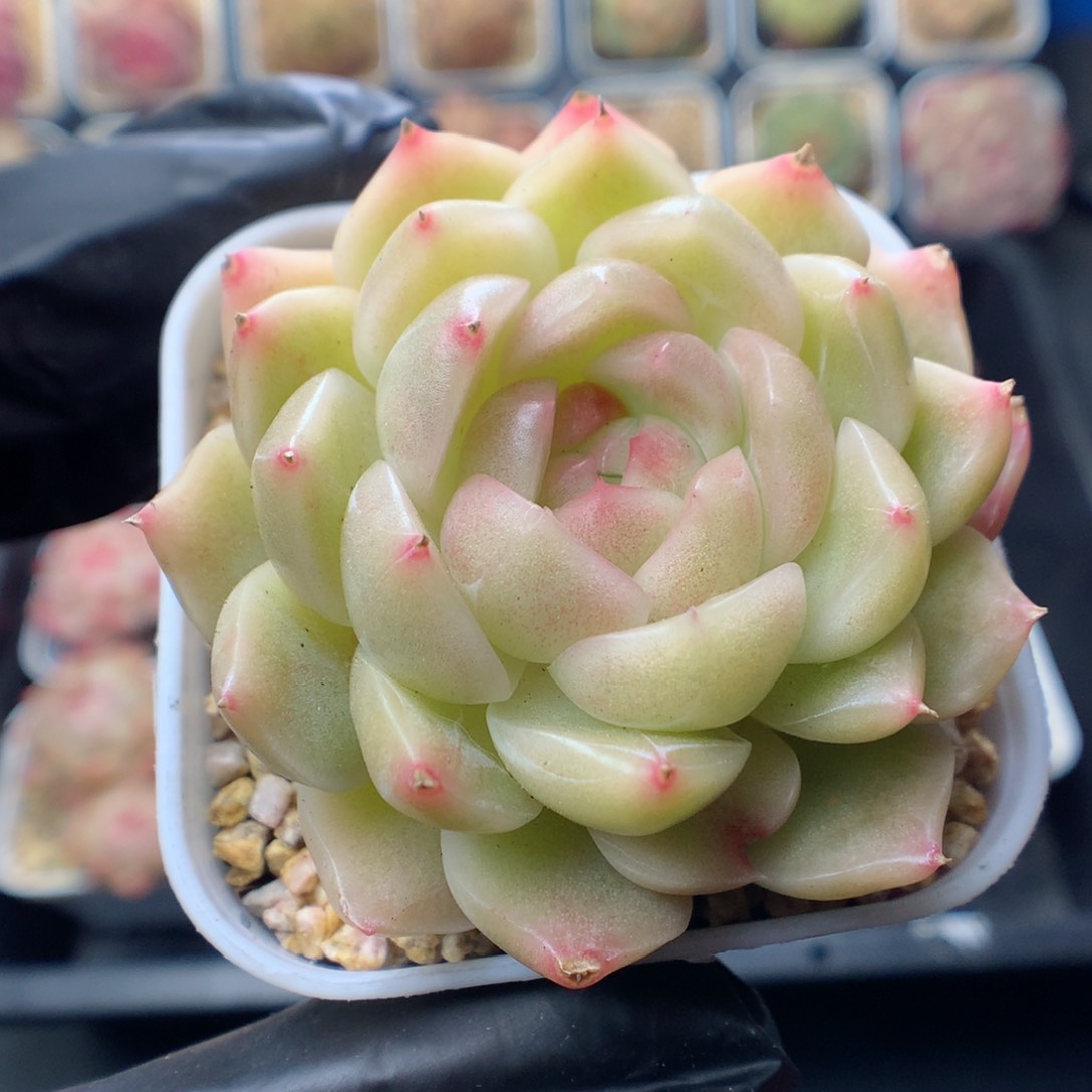 多肉植物。 糖心23