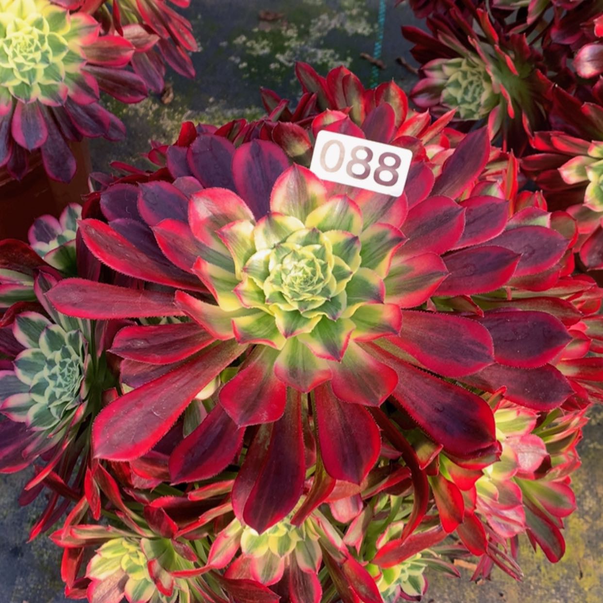 【闪购商品】88天合