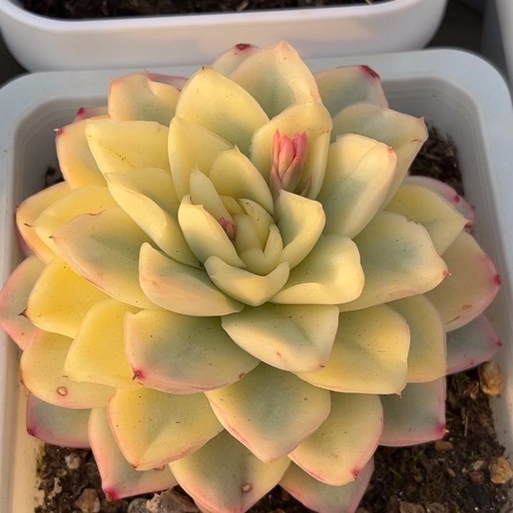 雪冤锦一颗价格发货