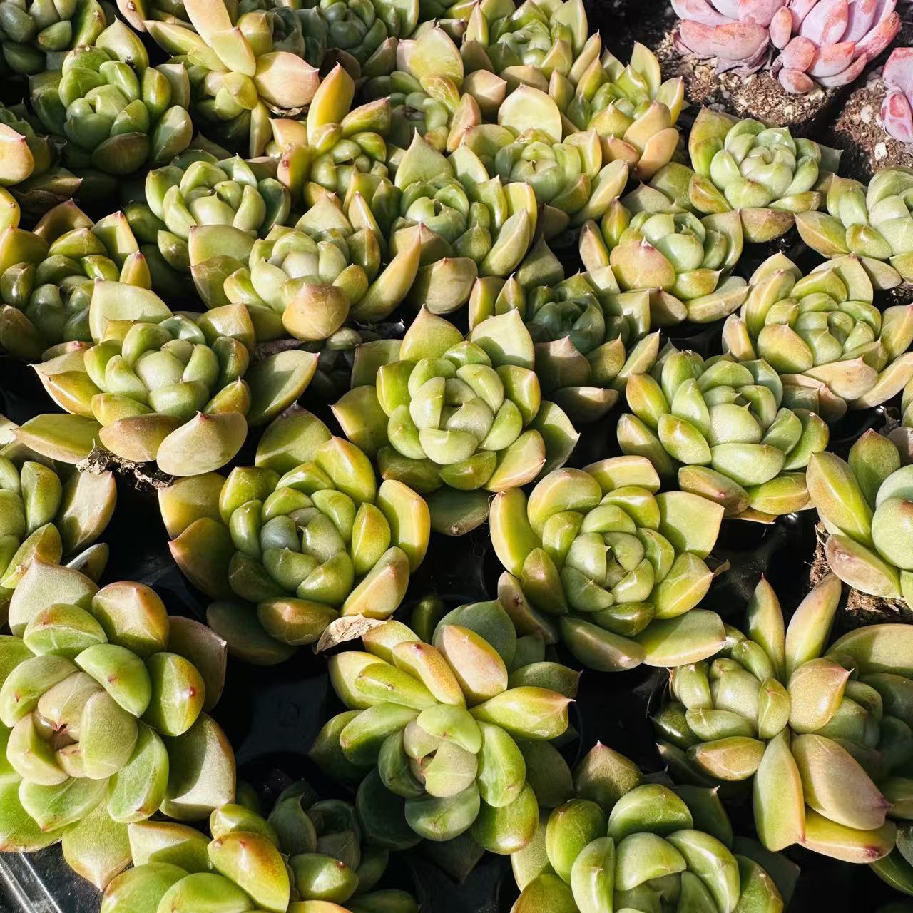 穴盘蓝水鬼多肉 两颗（满18包邮）