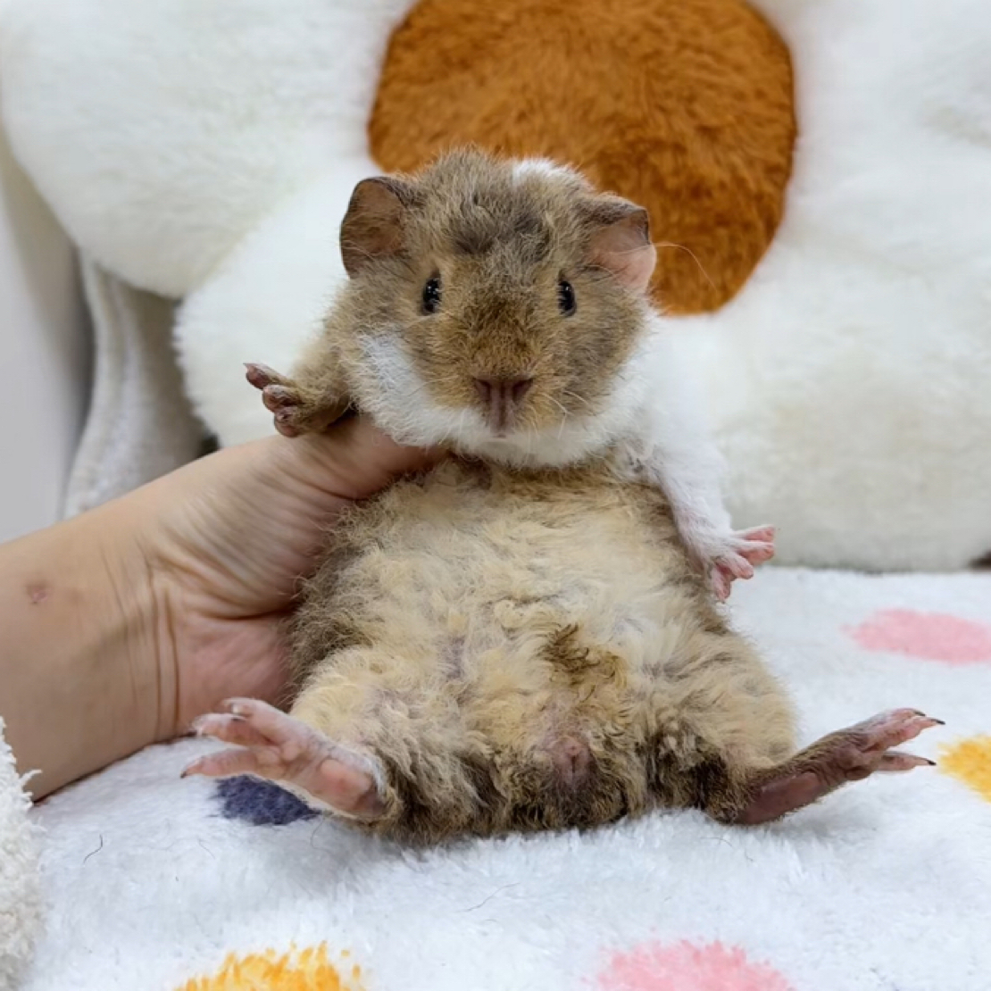 奶刺加白美泰弟弟 活体豚鼠荷兰猪