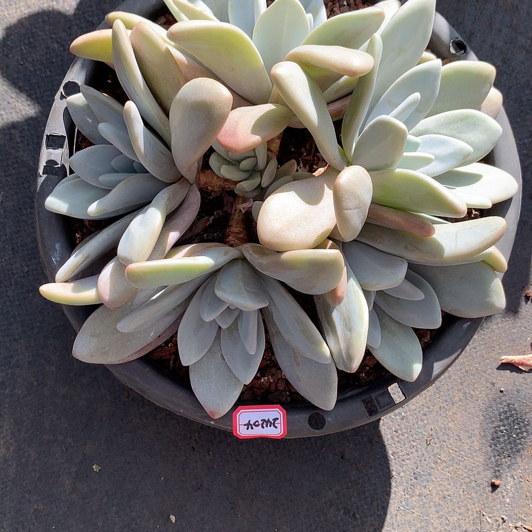 英*粉兔老桩多肉24204