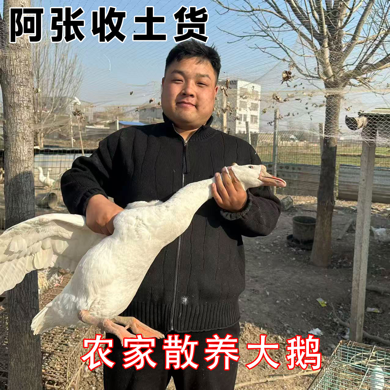 阿张收土货亲自下乡收农户散养大鹅1-3年老鹅