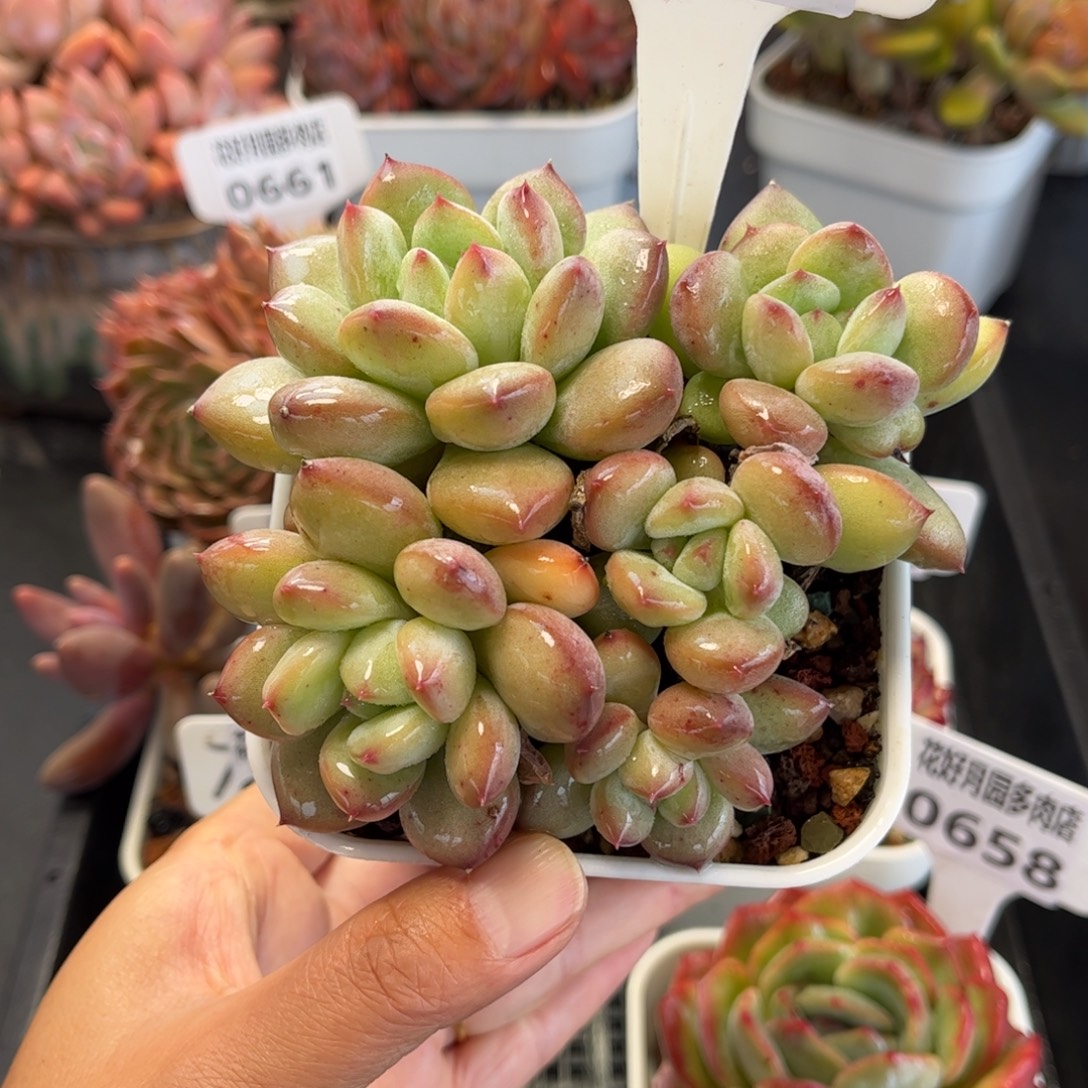 多肉植物0662 满30包邮