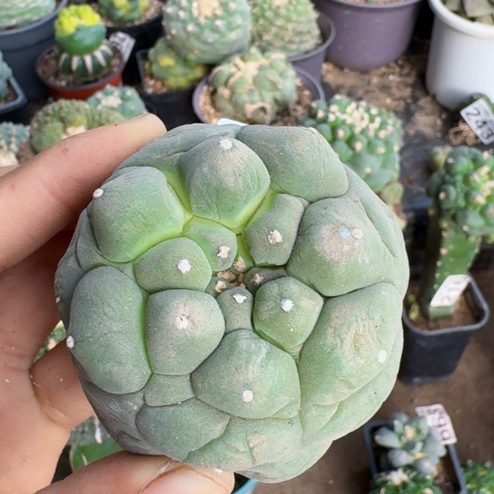 268刚出根大尤仙仙人球