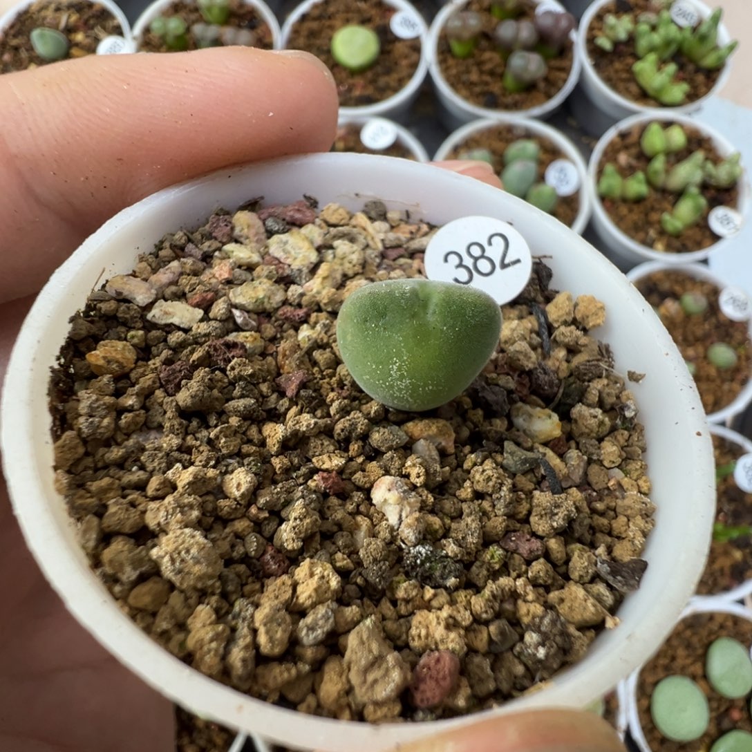 空蝉一颗带盆土3820000