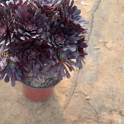 Ｗ***岩黑铜湖法师多肉89