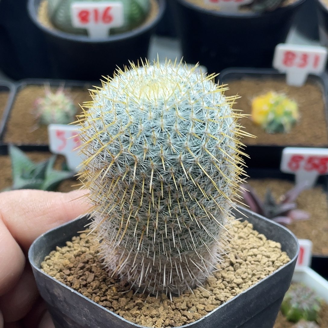 实生金刺敷岛仙人球