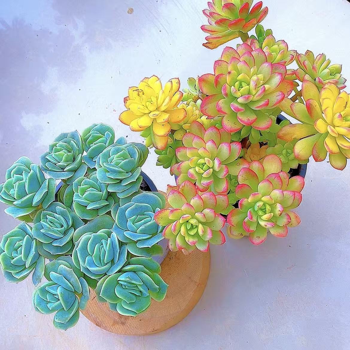 精品可爱玫瑰叮当锦老桩多肉组合带盆带土包邮好看好养的绿植盆栽