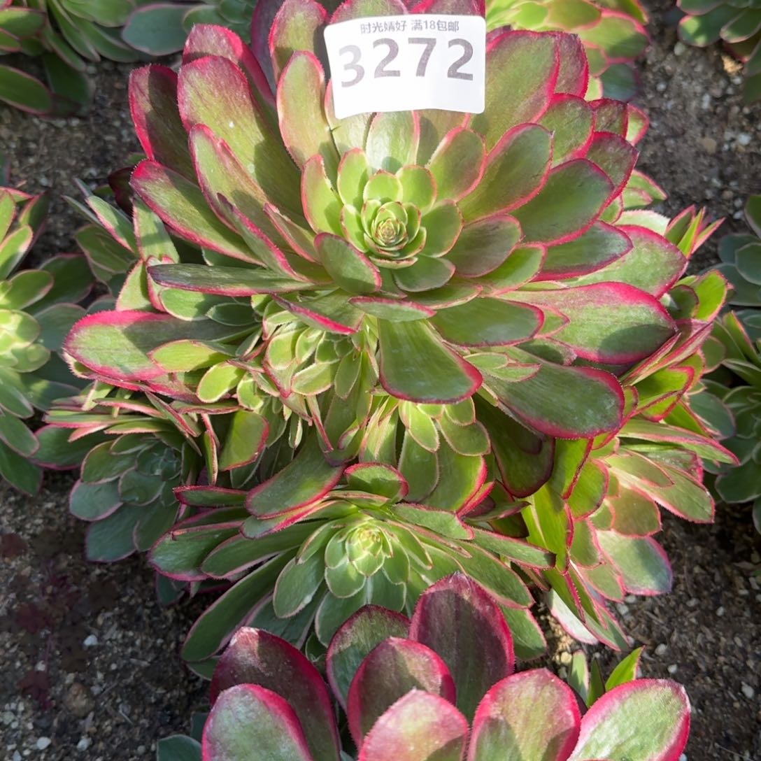 3272粉花妖多肉植物