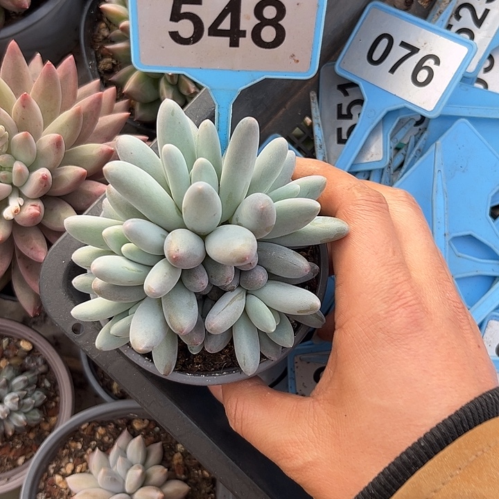 多肉植物小叶胖橙龙548