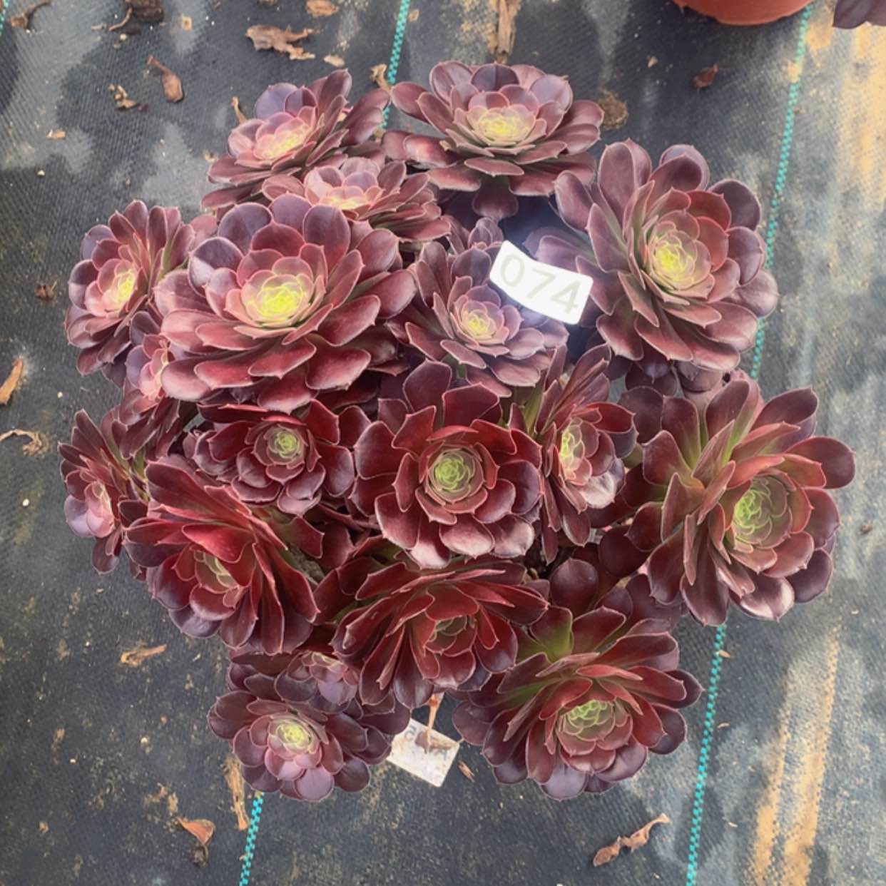 【闪购商品】74荷兰玫瑰