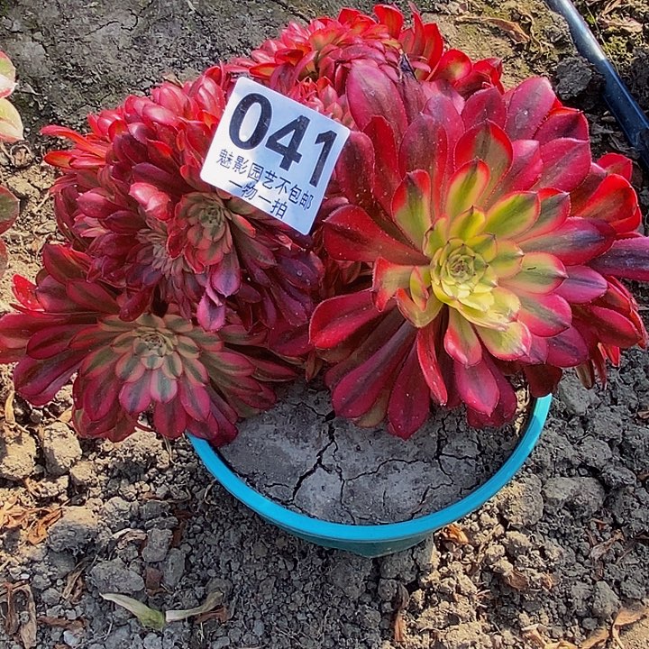 缀化花花29-44花花花上