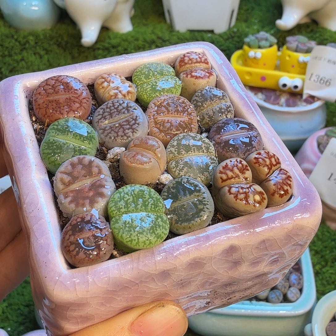 五***花多肉植物福利款1463