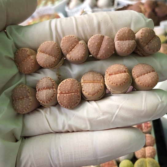 8079，1.3厘米左右粉色饼干开播福利