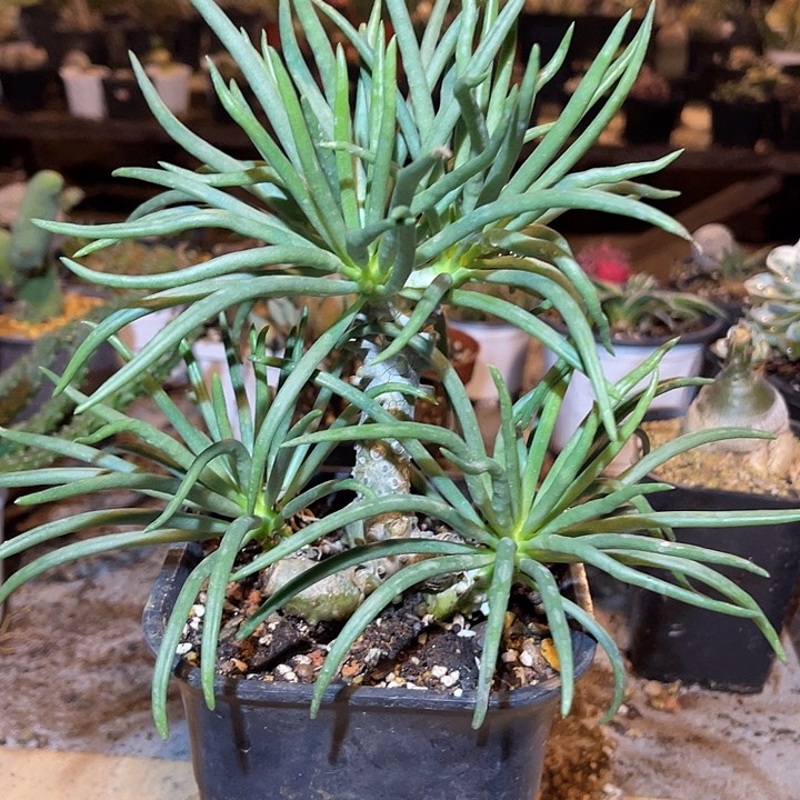 满38包邮2天凑单，脱土晾根发货多肉植物钟馗