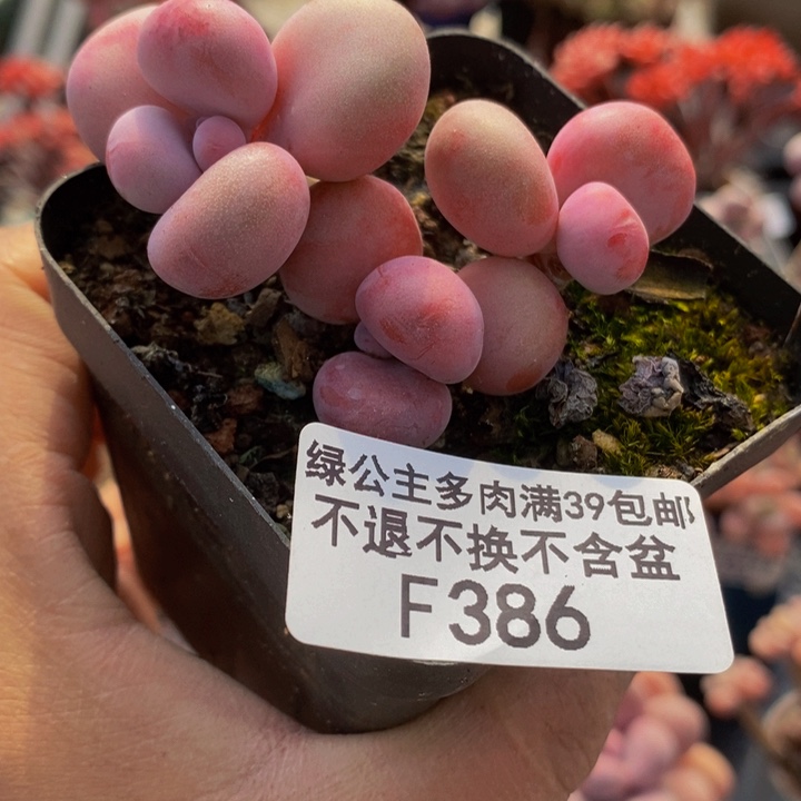 桃蛋5cm386多肉植物