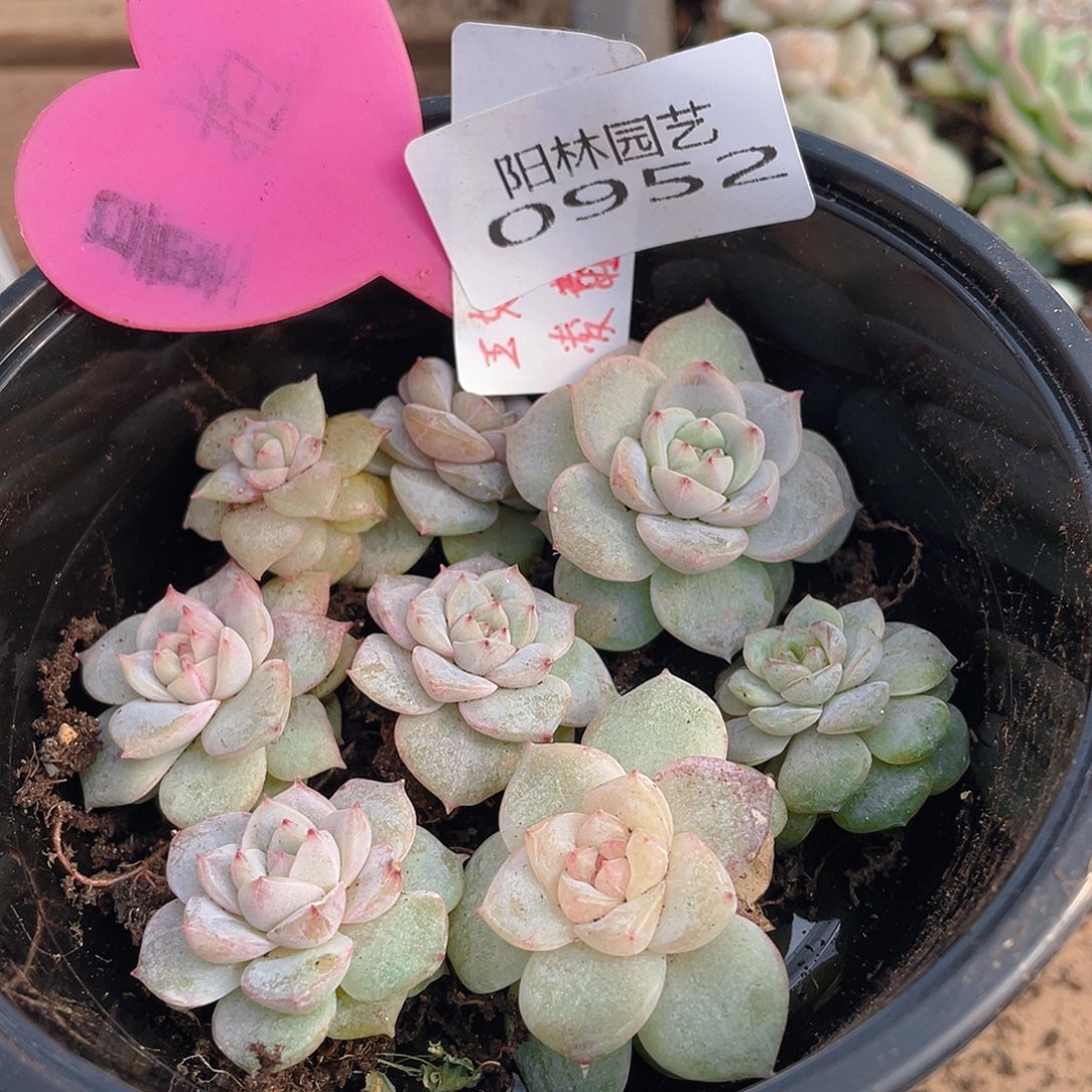 量拍多肉植物多肉植物952