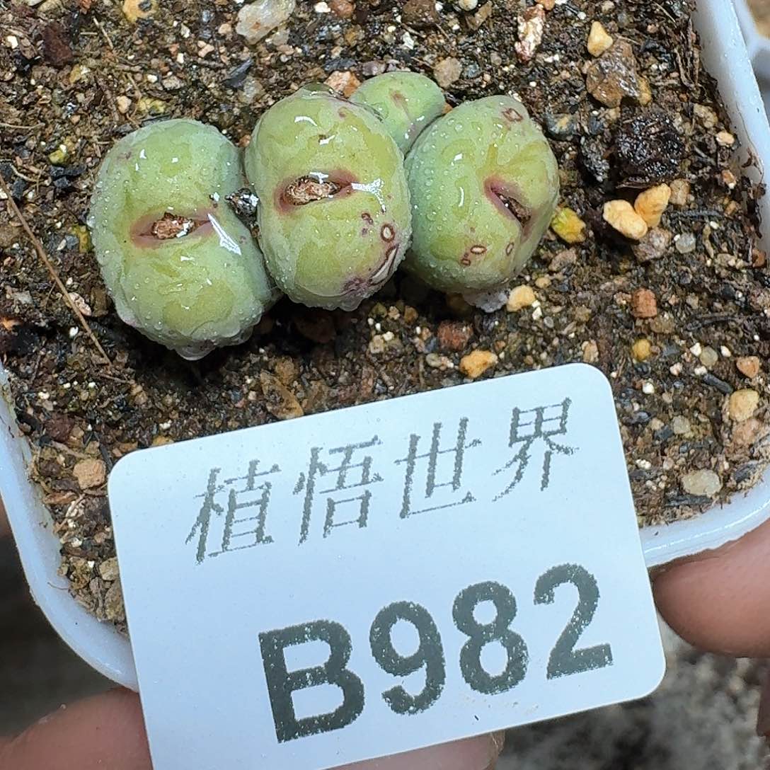 982盒多肉植物哇cv