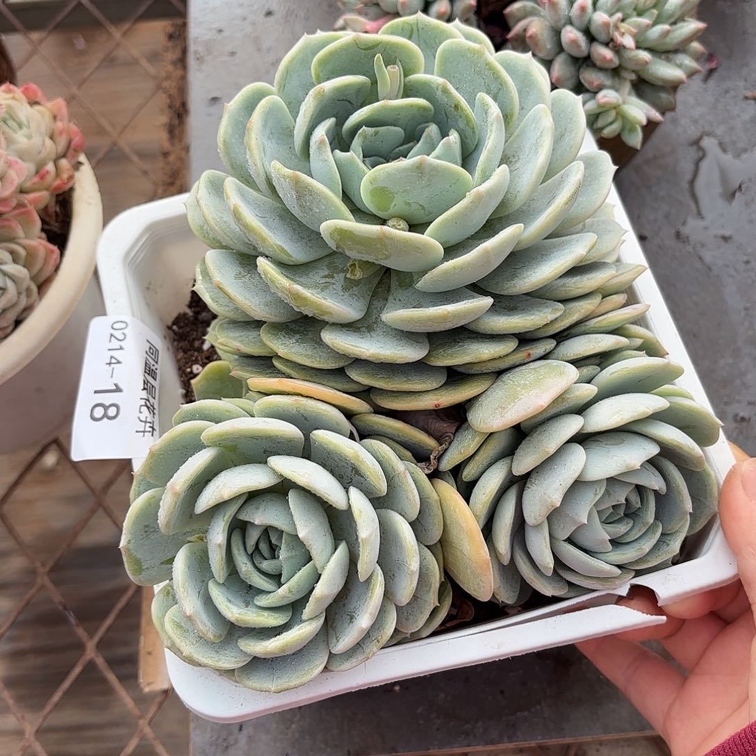 同温层多肉劳林18