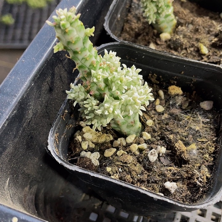 白化麒麟3.8带盆土