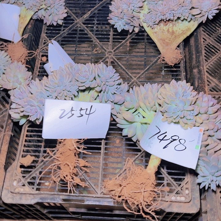 樊*淡雪缀多肉2554发货