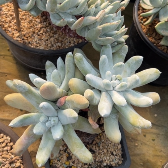 锦宸多肉～一物一拍584