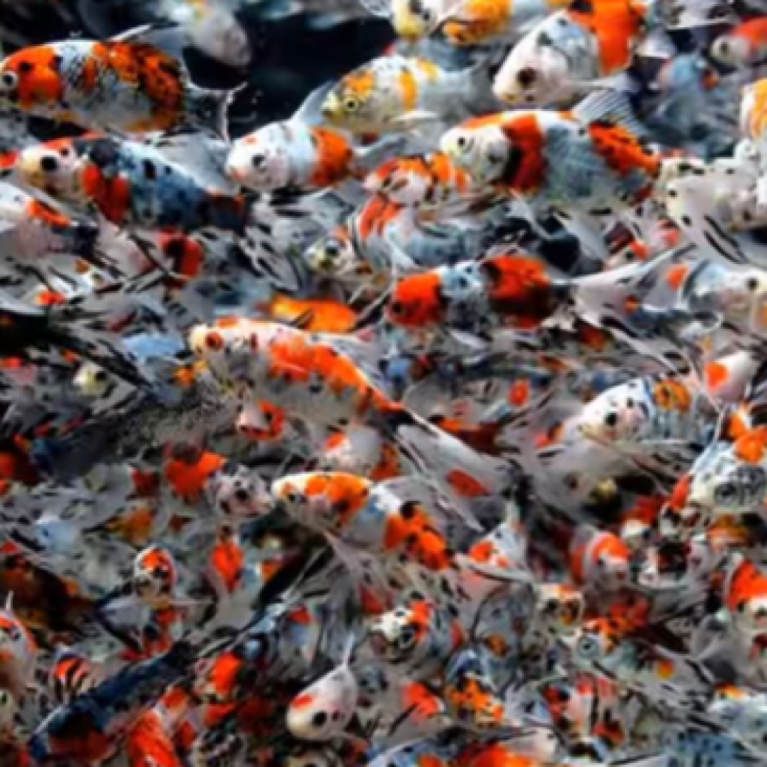 精品兰花草7−9公分 7条好养新手鱼全国包邮 “不指定，随机发货”