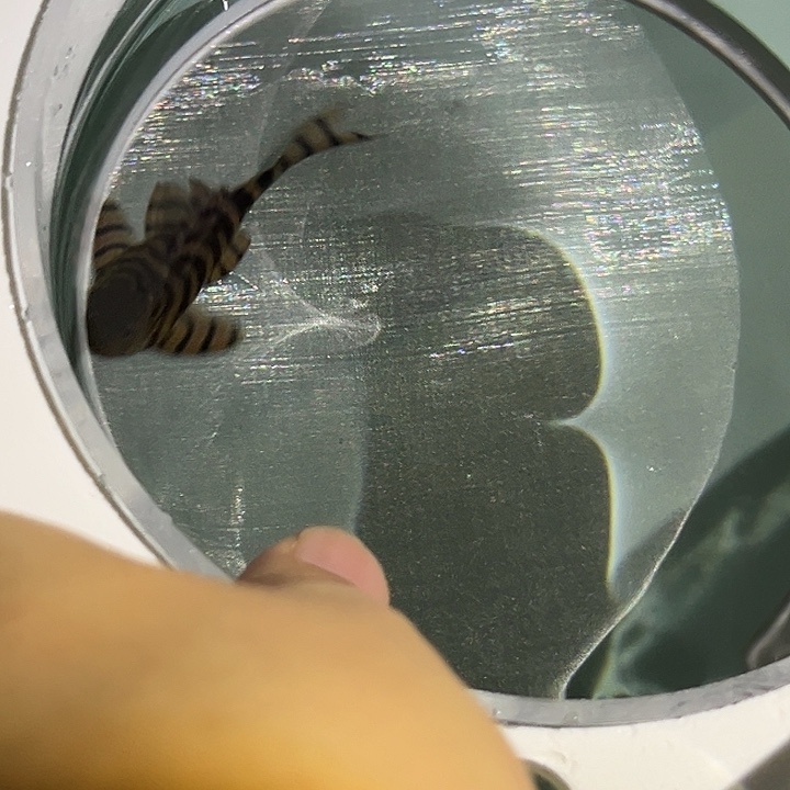 清道夫397红老虎观赏鱼