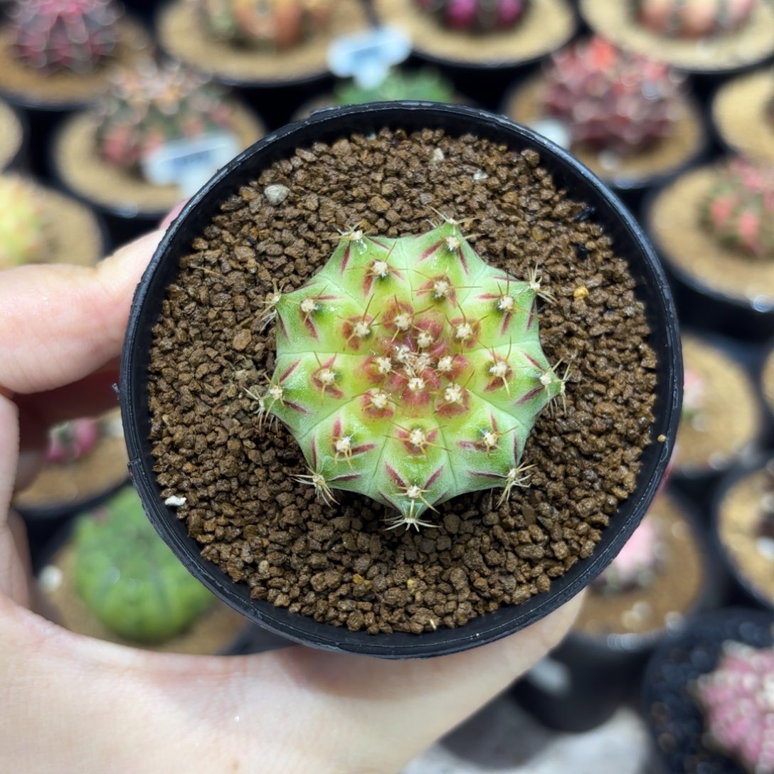 3.8cm泰系实生白臀美V轮回