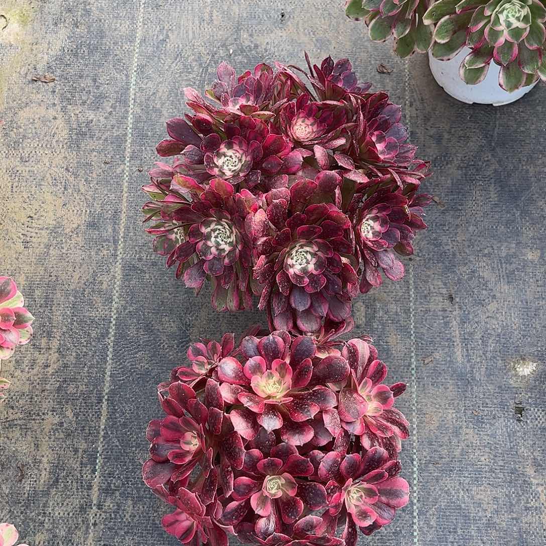 美杜莎和霁月漂亮