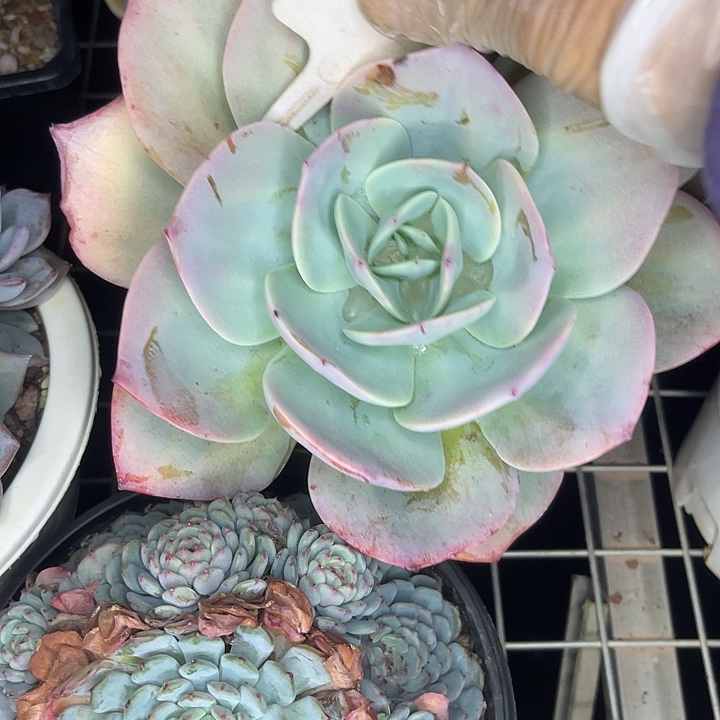 风***8两单包邮，一物一拍，52