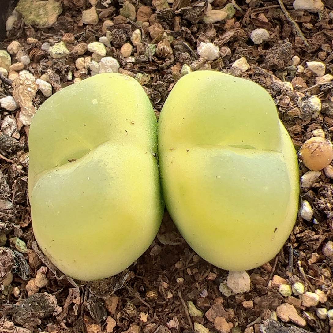 【闪购商品】78 双头拉登