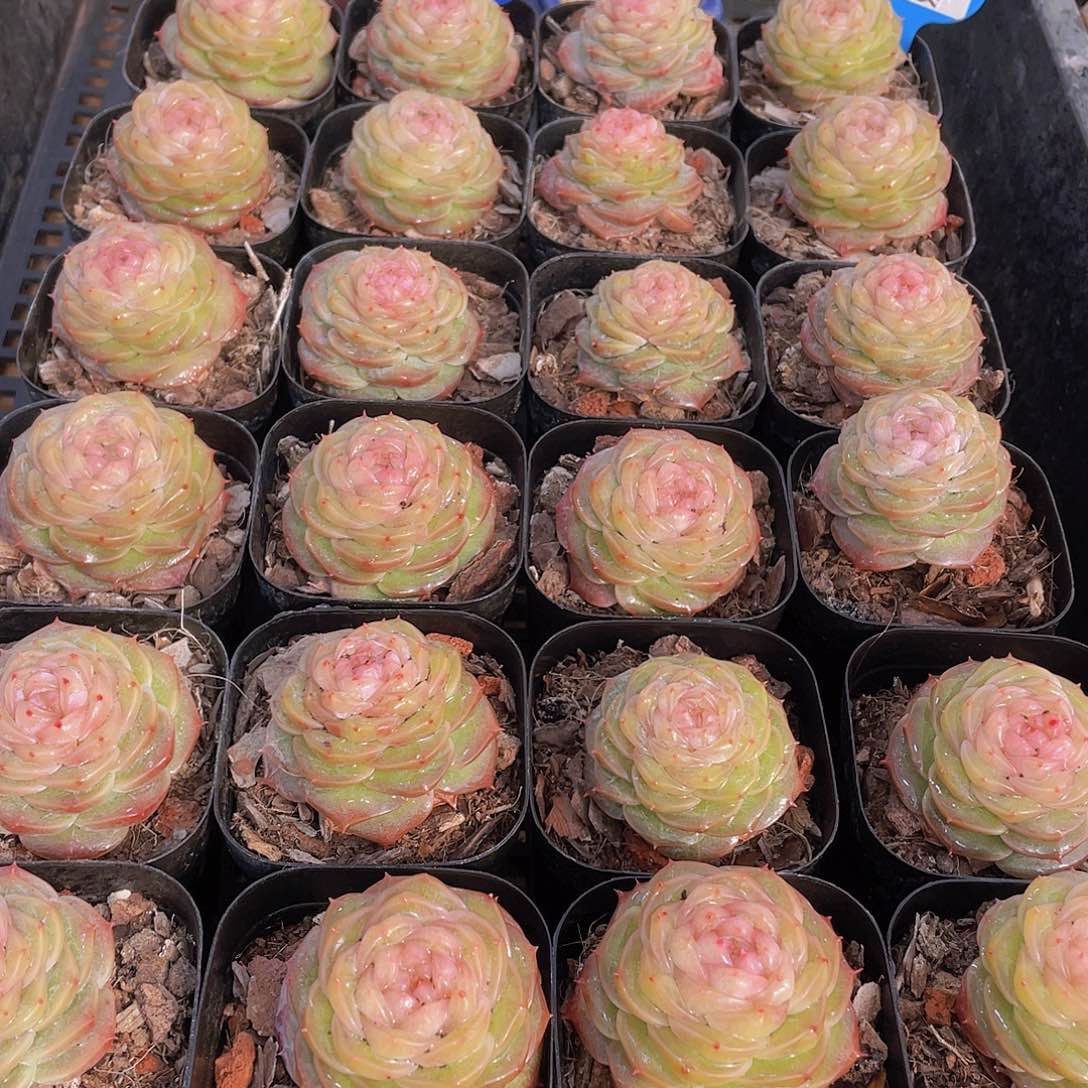 量拍76号 冻唇蜜珍妮单头一个